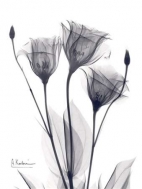 Three Gentian in BandW