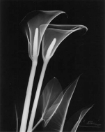 Calla Lily Close Up on Black