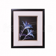 3AK5-RC-037 Lily L145 / LUX 4015