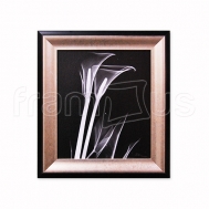 7AK-RC-065 Calla Lily Close Up on Black